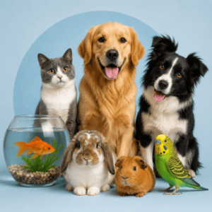 Pet
